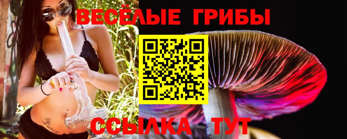 Галлюциногенные грибы Psilocybe Новоалександровск